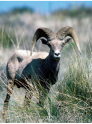 Bighorn